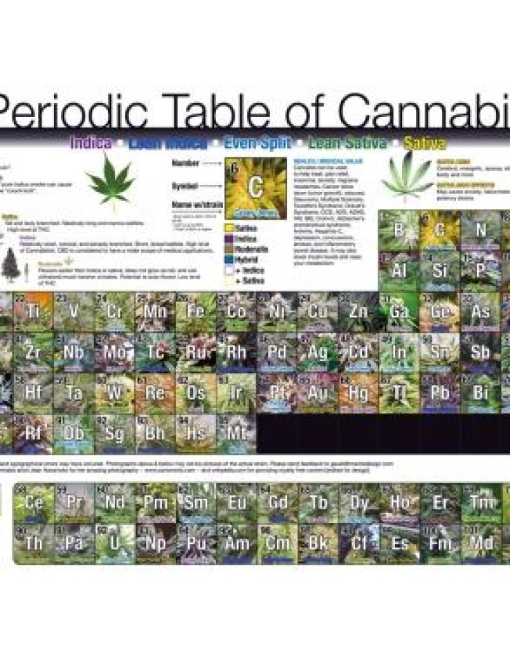 Periodic Table Poster Of Cannabis 61 x 91.5cm Maxi Poster