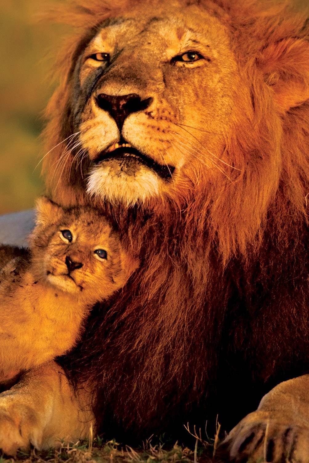 Отец лев дочь лев. Лев и Львенок. Лев и львица. Лев с сыном. Лев большие и маленькие.